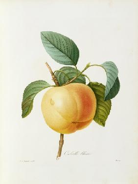 Apple, Calville blanc / Redouté