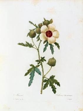 Flower-of-an-hour / Redouté