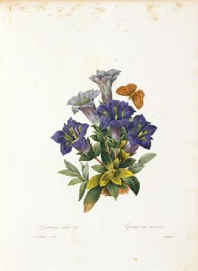 Gentiana acaulis (trumpet gentian), engraved by Langlois, from 'Choix des Plus Belles Fleurs'
