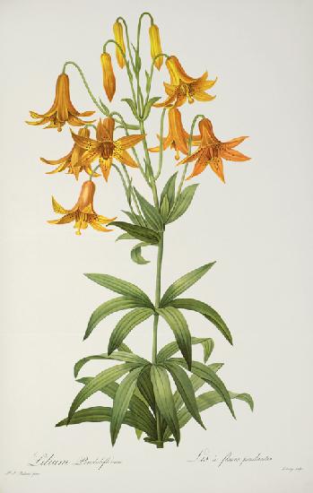 Lilium Penduliflorum, from `Les Liliacees'