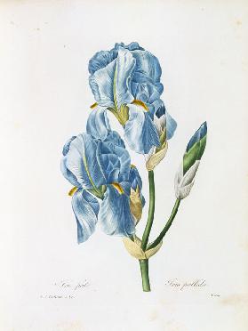Pale Iris / Redouté