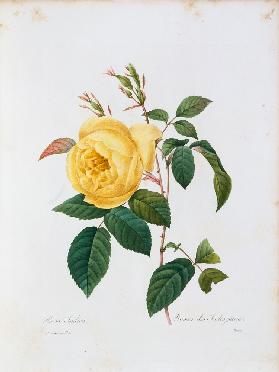 Rosa Indica / Redouté 1835