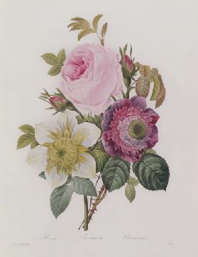 Rose, anemone and Clematide