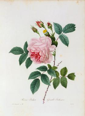 Tea Rose / Redouté 1835