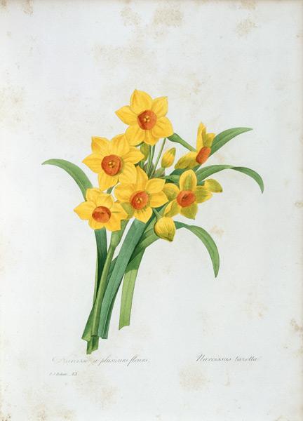 Bunch-flowered Narcissus / Redouté