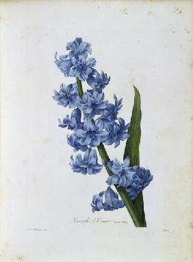 Hyacinth / Redouté