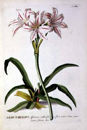 Lilio-Narcissus, from `Trew Plantae Selectae'