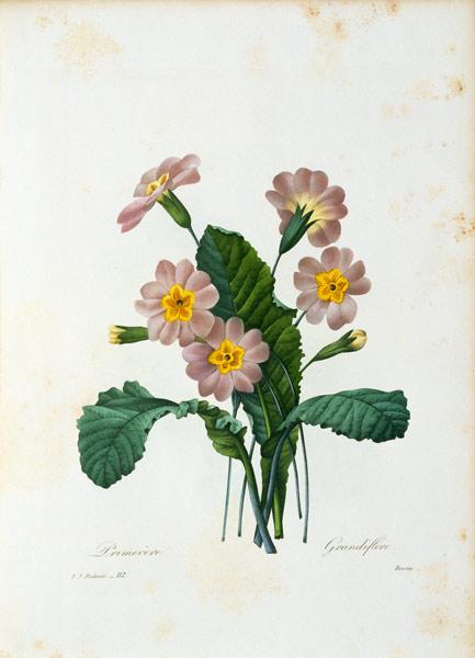 Primula Grandiflore / Redouté