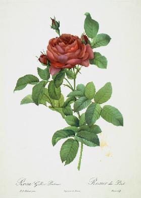 Rosa Gallica Pontiana