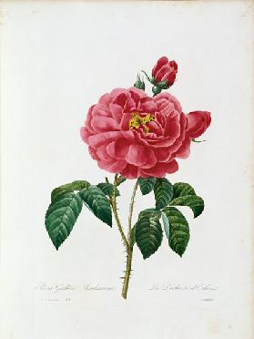 Rosa Gallica / Redouté 1835