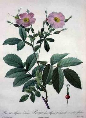 Rosa alpina laevis, engraved by Bessin, from 'Les Roses'