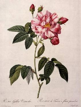 Rosa gallica versicolor (French rose), engraved by Langlois, from 'Les Roses'