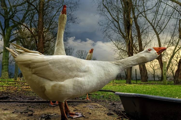 the 3 geese van Piet Flour