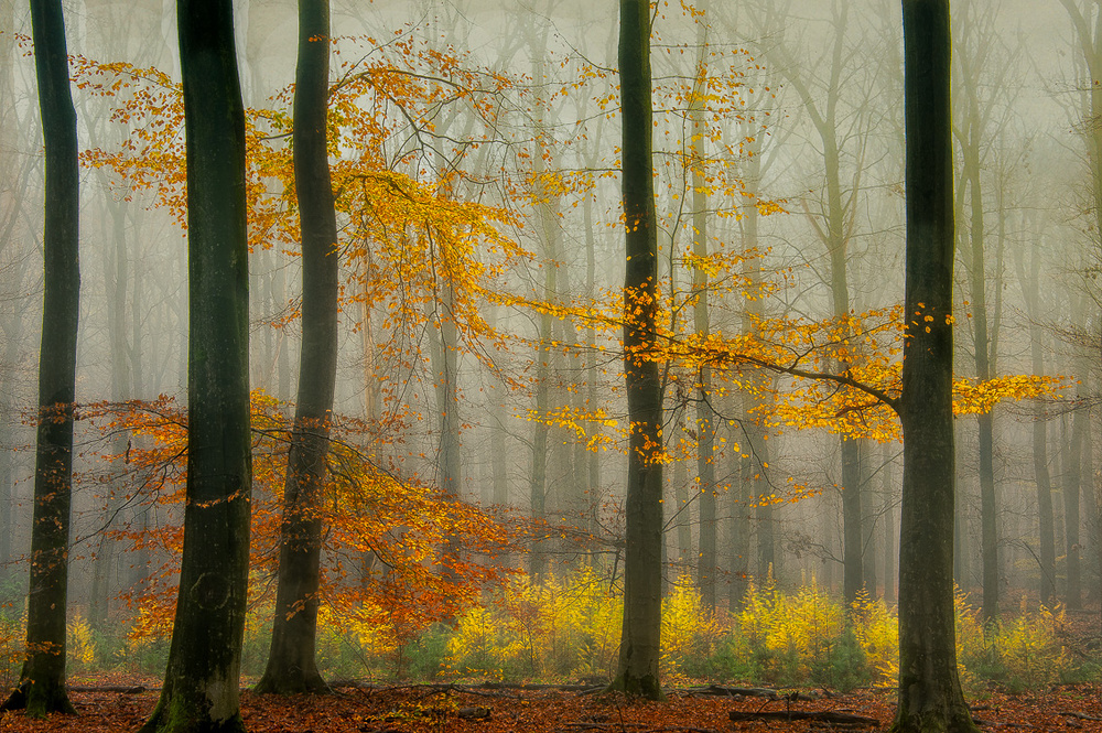 The latest autumn colors ............. van Piet Haaksma