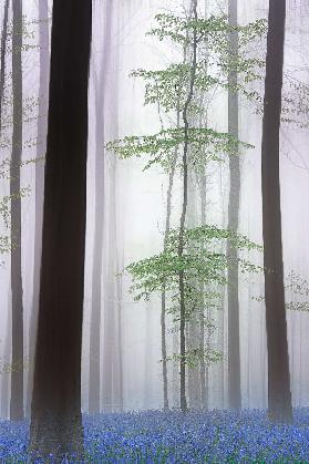 foggy forest ....