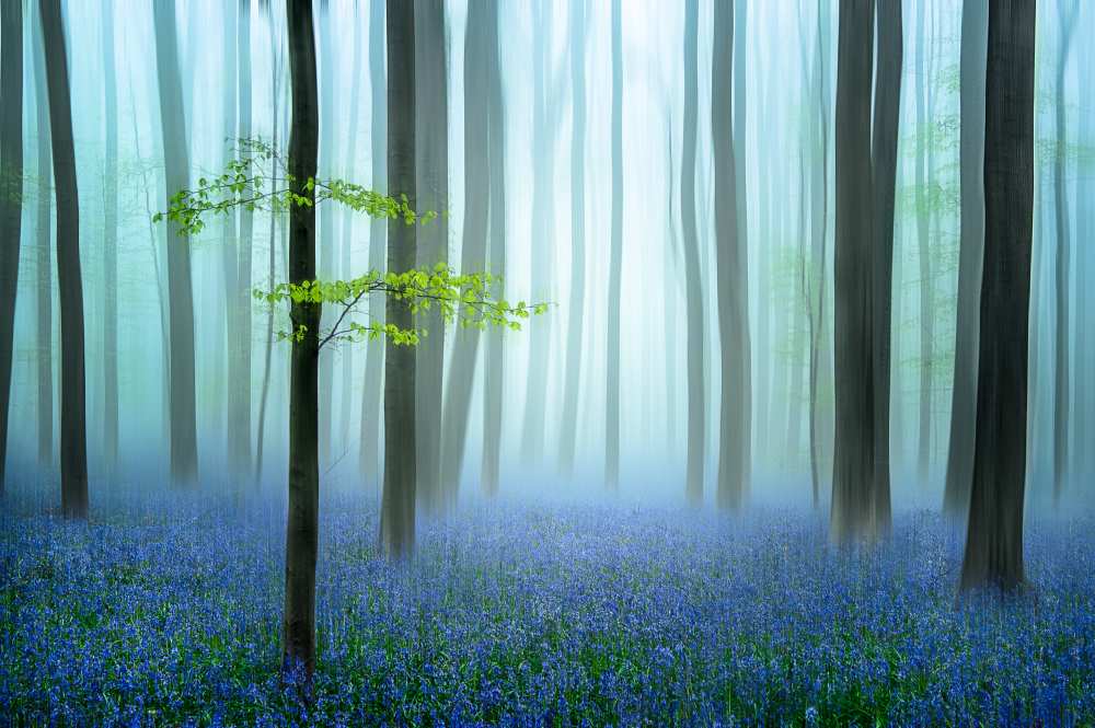 the blue forest ........ van Piet Haaksma