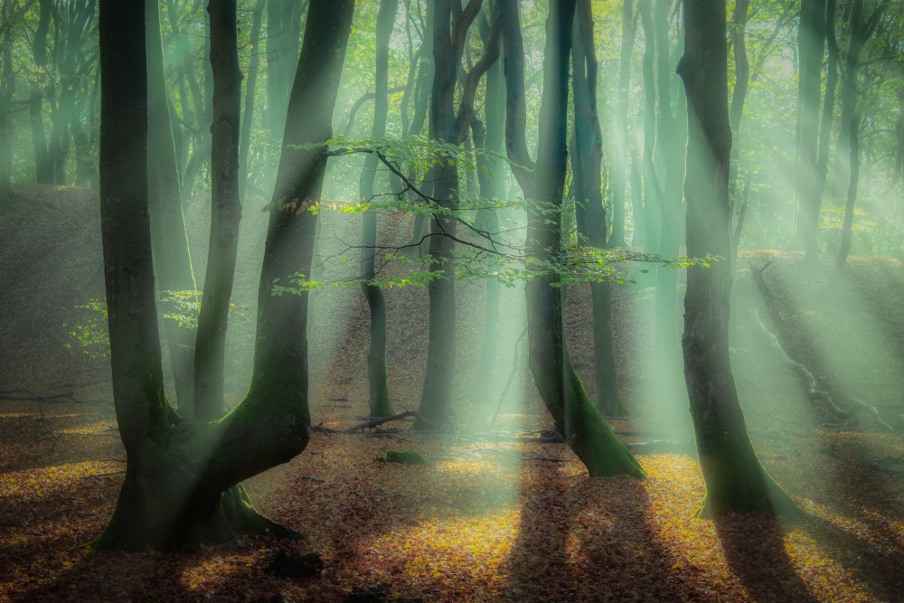 Magical forest. van Piet Haaksma