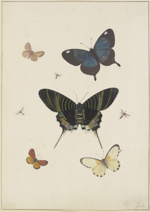 Fünf Schmetterlinge und drei Insekten van Pieter Withoos