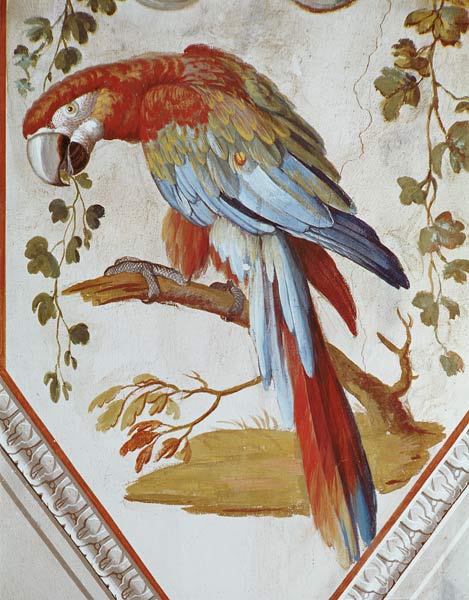 A Parrot van Pietro Rotati
