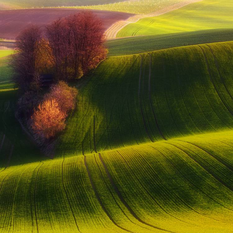 Green fields van Piotr Krol (Bax)