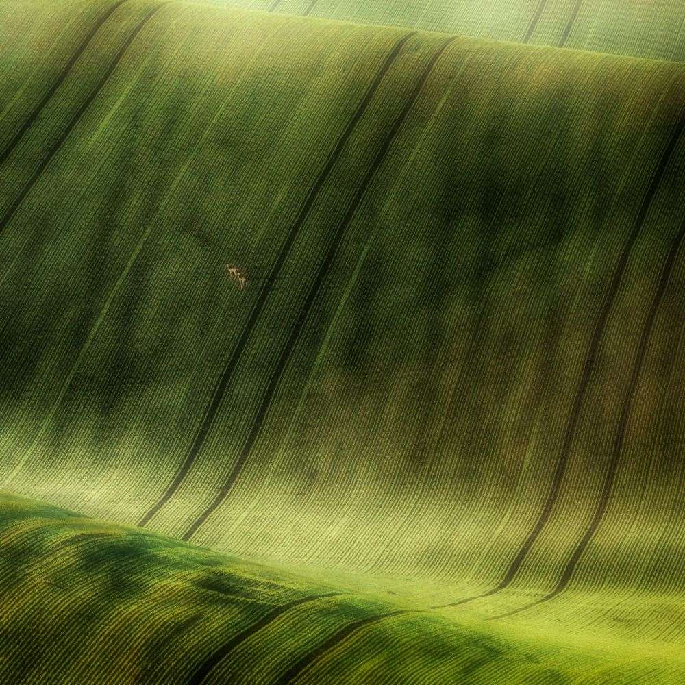 green fields van Piotr Krol (Bax)