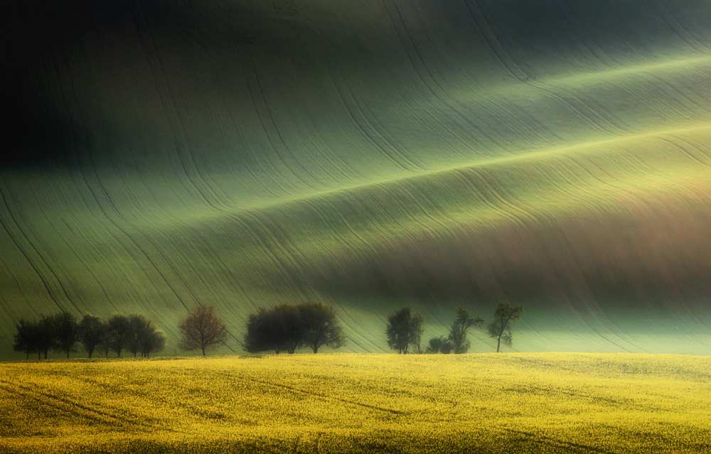 spring fields van Piotr Krol (Bax)