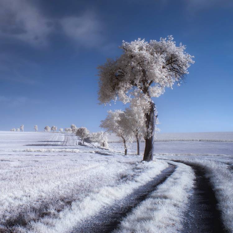winter in summer van Piotr Krol (Bax)