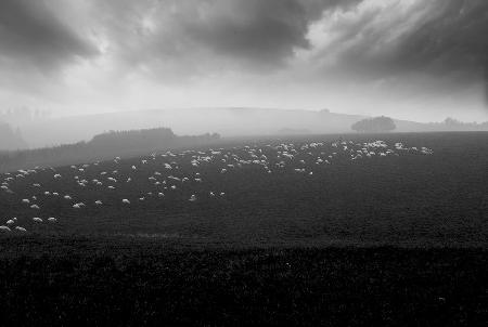 sea of sheeps