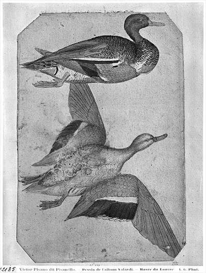 Ducks, from the The Vallardi Album (pen and ink and w/c on paper) van Pisanello