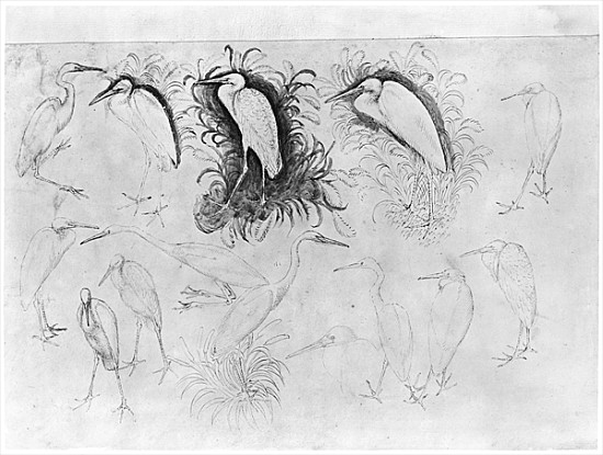 Fourteen egrets, from the The Vallardi Album (pen, ink & w/c on paper) van Pisanello