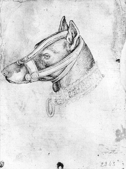 Head of a muzzled dog, from the The Vallardi Album van Pisanello