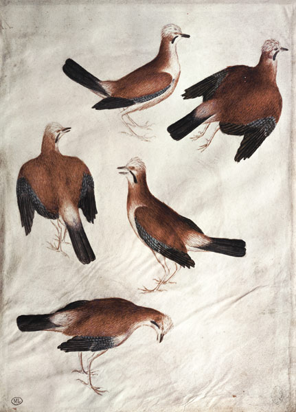 Five Jays van Pisanello