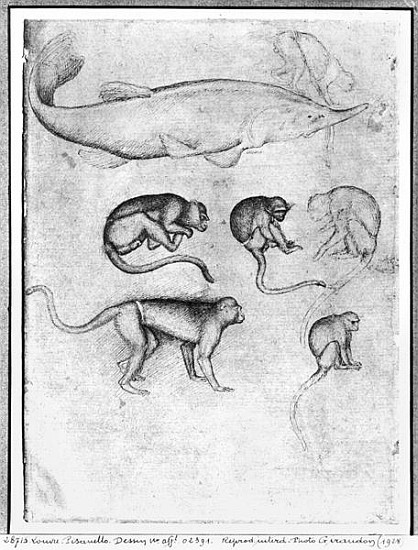 Six Monkeys and a Sturgeon, from The Vallardi Album van Pisanello