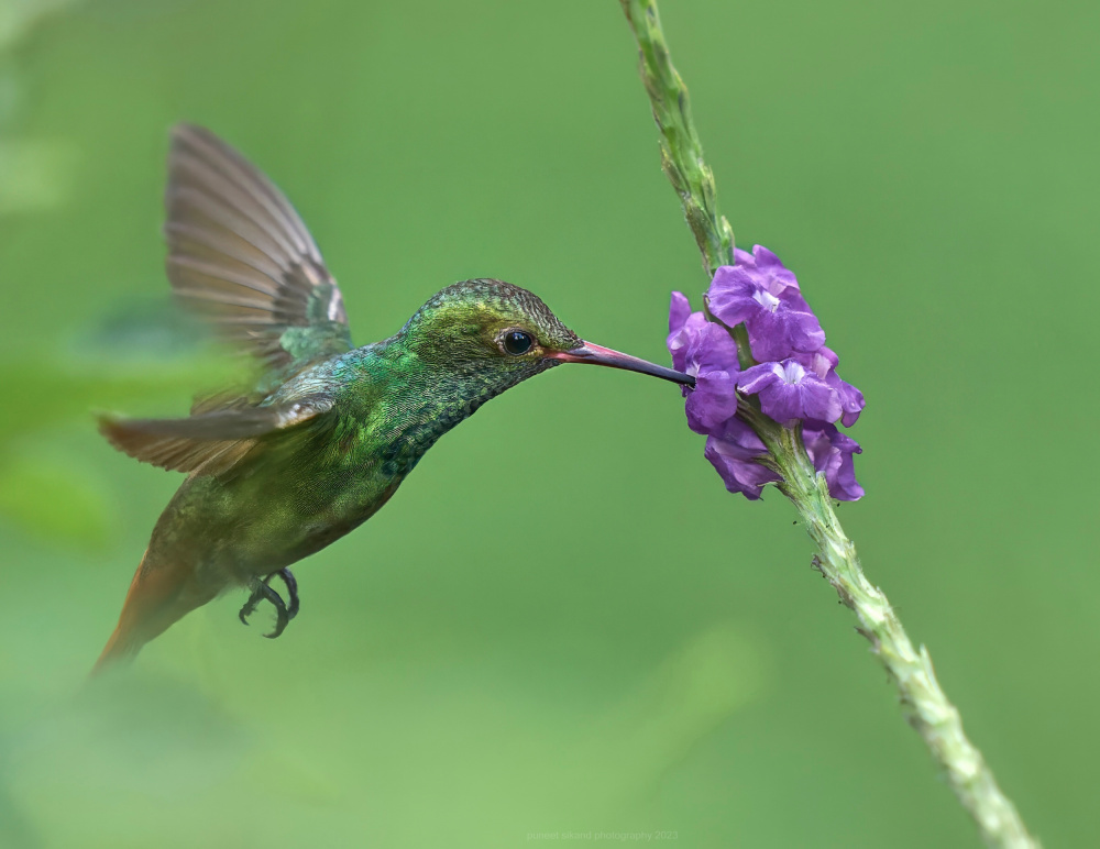 Rufous Tailed Hummingbird van Puneet Sikand