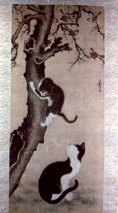 Cats van Pyon  Sang-Byok
