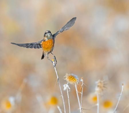 Stonechat taking off