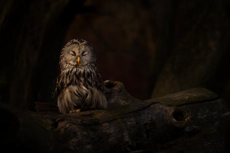 In fairy tale...owl in human care