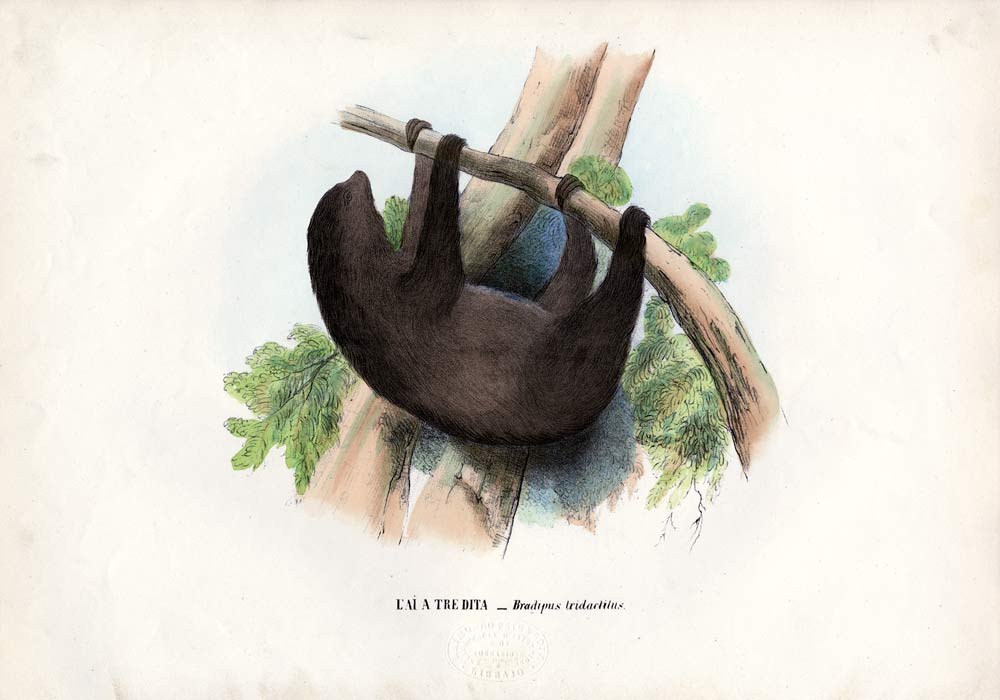 Pale-Throated Sloth van Raimundo Petraroja