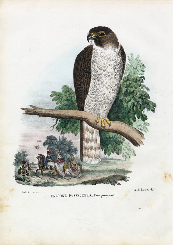 Peregrine Falcon van Raimundo Petraroja