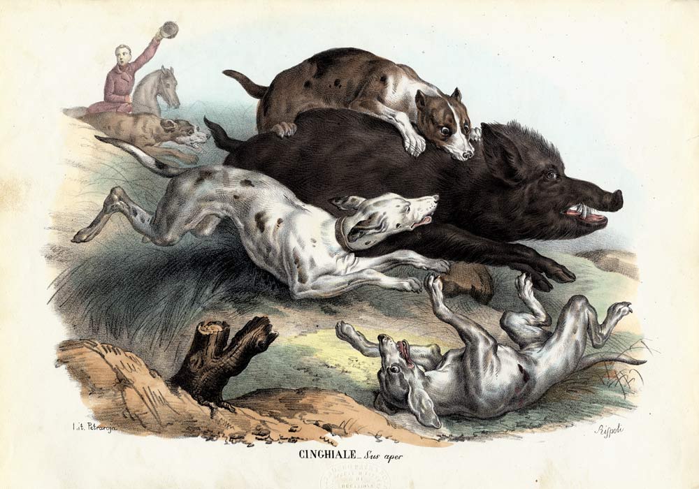Wild Boar van Raimundo Petraroja