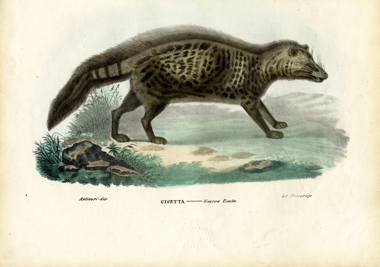 African Civet van Raimundo Petraroja
