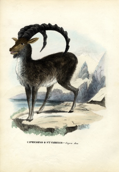 Alpine Ibex van Raimundo Petraroja