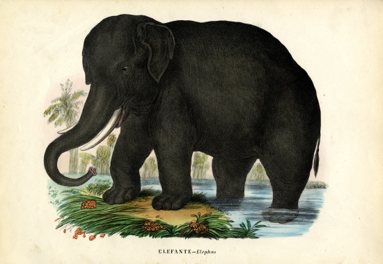 Asian Elephant van Raimundo Petraroja