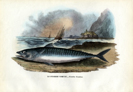 Atlantic Mackerel van Raimundo Petraroja