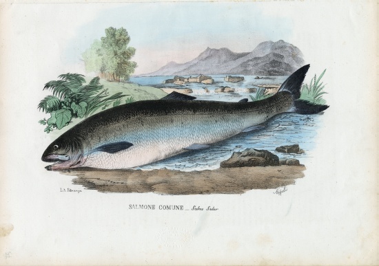 Atlantic Salmon van Raimundo Petraroja