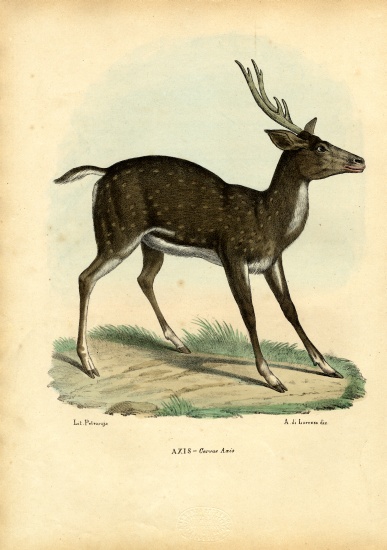 Axis Deer van Raimundo Petraroja