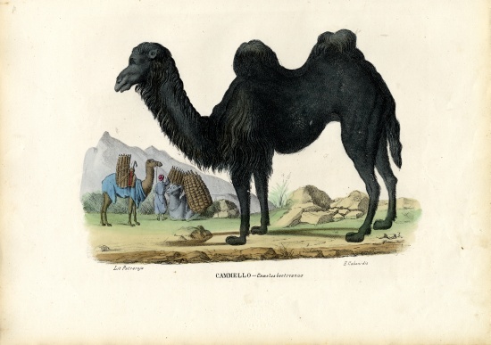 Bactrian Camel van Raimundo Petraroja