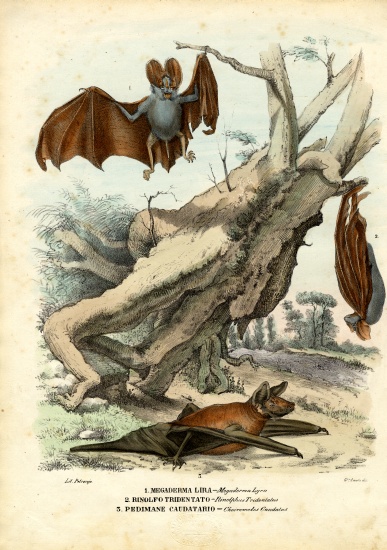 Bats van Raimundo Petraroja