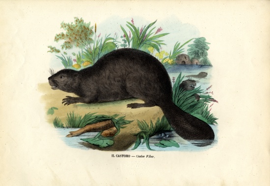 Beaver van Raimundo Petraroja