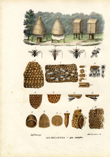 Bees van Raimundo Petraroja